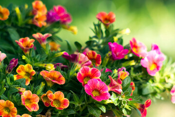 Obraz na płótnie Canvas petunia (Petunia hybrida) flowers in the garden