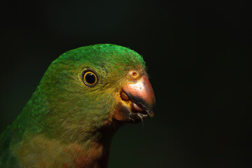 Australian King Parrot