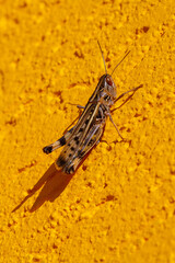 Grasshoppers perched on the yellow wall