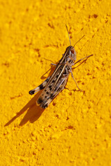 Grasshoppers perched on the yellow wall