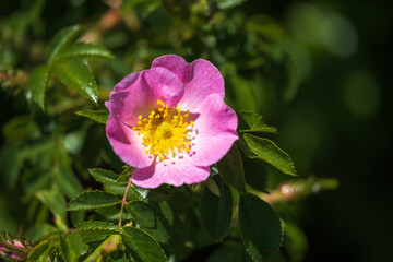 Macro of a wild blooming pink bush rose against a green background 