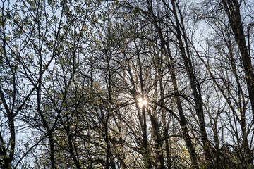 Sun shining through the trees in the park in spring