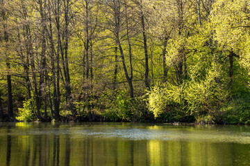 Forest by the river on a sunny day in spring