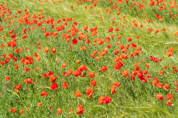 Red poppy blooming in a yellow grain field on a sunny day 