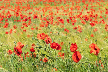 Red poppy blooming in a yellow grain field on a sunny day 