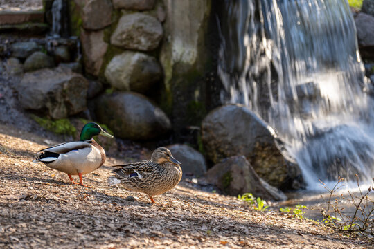 Drake and duck sit in the forest by the waterfall