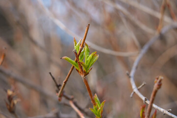 A young green branch blossoms in the spring in the park.