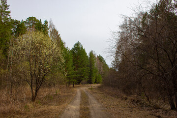 The road through a beautiful forest. Dirt road winds through the forest among pines and birches