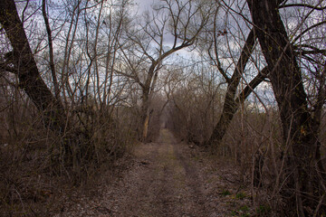 The road through the mysterious forest. Dark road in a gloomy forest in the off-season