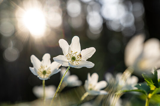 Flowers anemone in the forest