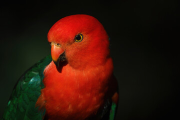 Australian King Parrot - adult male