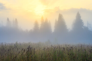 Amazing sunrise over the forest and glade. Beautiful golden lighting. Morning fog. Misty landscape. Trees in the fog. Summer nature in the countryside. Scenic foggy rural scape. Natural background.