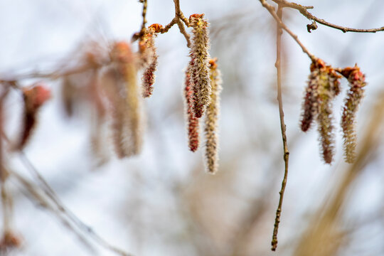 blossoming alder branches on a blurred background in the forest, horizontal
