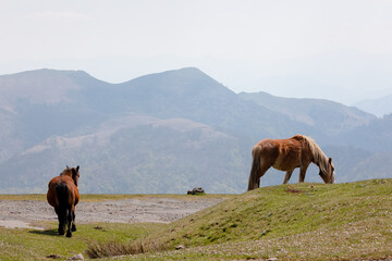 Obraz premium Caballos