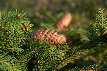 Fir branch with a pine cone on a blurred green background. 