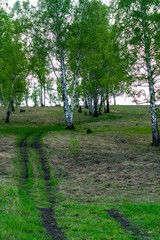 A dirt road goes through the forest, among white birches in summer