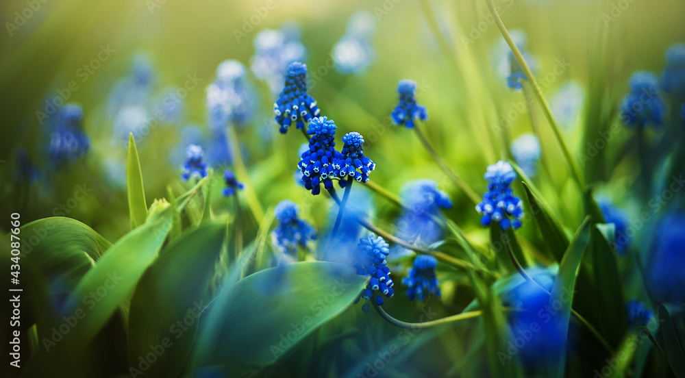 Wall mural beautiful bright blue muscari flowers bloom in a clearing among wild young green grass on a sunny su