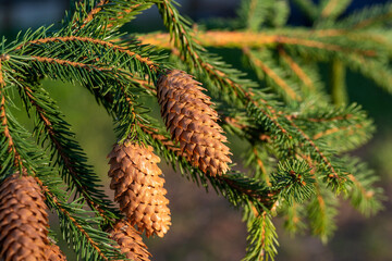 Fir branch with a pine cone on a blurred green background. 