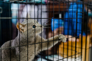 a stray cat is sitting in a cage