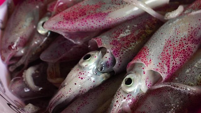 Freshly caught squids changing color time lapse, pink spots camouflage close up