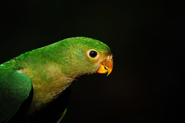 Fototapeta premium Australian King Parrot - juvenile