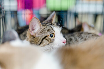 a stray cat is sitting in a cage