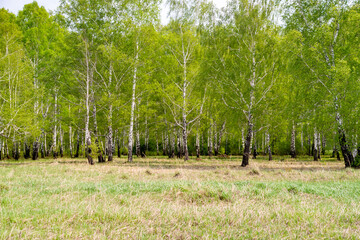 Obraz premium White birch trees in the forest in summer