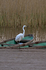 White great egret facing to right moves from a boat to another green boat tied to a small yellow pillar of a wooden pier on an ecological hiking trail on lake Kanieris in Latvia