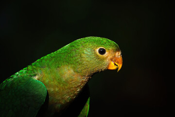 Australian King Parrot - juvenile