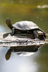 European pond turtle. Also called commonly the European pond terrapin and the European pond...