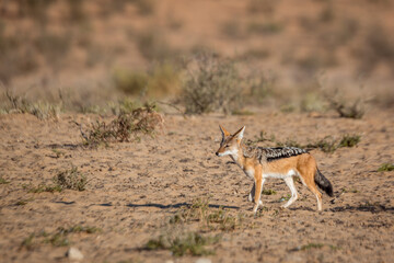 Black backed jackal walking in arid land in  Kgalagadi transfrontier park, South Africa ; Specie Canis mesomelas family of Canidae - obrazy, fototapety, plakaty