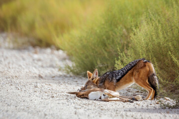 Black backed jackal killing a baby springbok in Kgalagadi transfrontier park, South Africa ; Specie Canis mesomelas family of Canidae