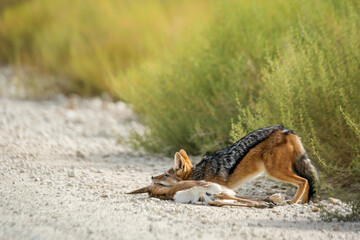 Black backed jackal killing a baby springbok in Kgalagadi transfrontier park, South Africa ; Specie Canis mesomelas family of Canidae