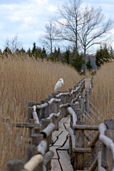 profile view of a big white water bird, the great egret, which has turned its head to the left and stands on the railing of a wooden walkway among the yellow reed thickets of lake Kanieris in Latvian 