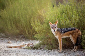 Black backed jackal protecting his prey in Kgalagadi transfrontier park, South Africa ; Specie Canis mesomelas family of Canidae