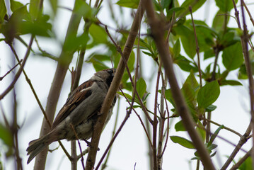 A small bird hiding in a bush