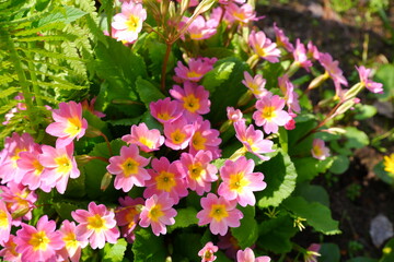  Name: Hardy Primrose. Plants. Nature. The flowers are pink.