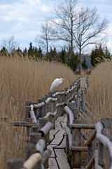 a profile view of a large white water bird, the ardea alba, which looks carefully to the right, stretched out its neck and head, stands on the railing of a wooden walkway of eco trail among the yellow