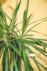 Indoor evergreen potted plant in the sun on orange background. House plants