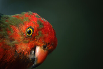 Australian King Parrot - immature male