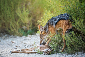 Black backed jackal eating his prey in Kgalagadi transfrontier park, South Africa ; Specie Canis mesomelas family of Canidae