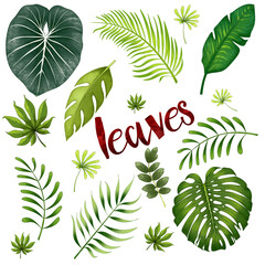 Set of tropical leaves on a white background