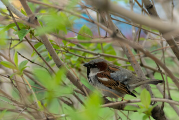A small bird hiding in a bush