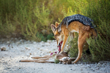Black backed jackal eating his prey in Kgalagadi transfrontier park, South Africa ; Specie Canis mesomelas family of Canidae