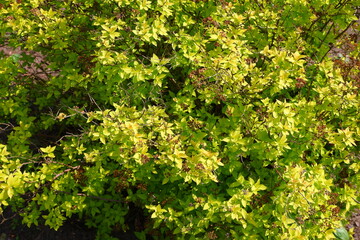 A beautiful yellow twig. Plants.