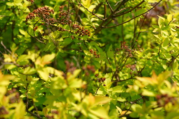 A beautiful yellow twig. Plants.