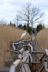 a profile view of large white heron, the great egret, which retracts its neck and head, stands on railing of a wooden walkway of eco trail among the yellow reed vegetation of lake Kanieris in Latvian