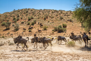 Fototapeta na wymiar Blue wildebeest group running in arid land in Kgalagadi transfrontier park, South Africa; Specie Connochaetes taurinus family of Bovidae