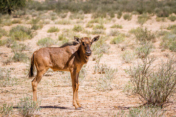 Blue wildebeest calf standing in Kgalagadi transfrontier park, South Africa; Specie Connochaetes taurinus family of Bovidae