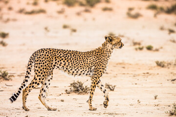 Cheetah walking in sand in Kgalagadi transfrontier park, South Africa; Specie Acinonyx jubatus family of Felidae